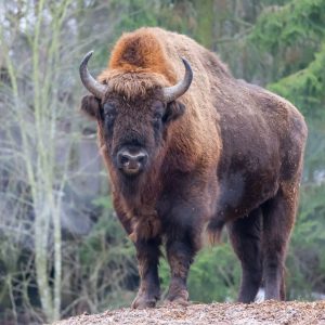 american-bison