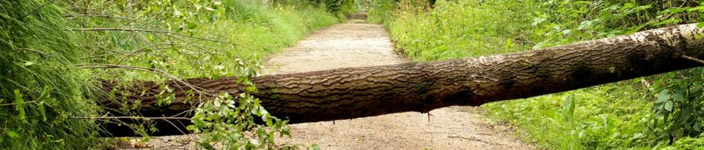 Path blocked by a tree w
